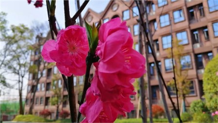 春滿郡園 靜待歸來｜岳陽郡華學(xué)校微周刊（3.16—3.22）